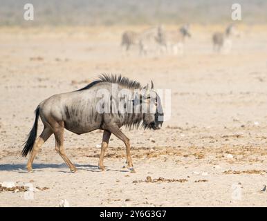 Blaugnus (Connochaetes taurinus) in Namibia, Afrika Stockfoto