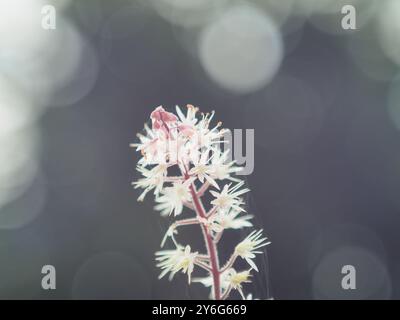 Nahaufnahme der kleinen weißen Blume „Tiarella Spring Symphony“ alias „Foam Flower“ Stockfoto