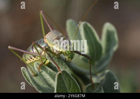 Neocallicrania Steropleurus Cricket auf Felsenblättern mit Fokusstapeltechnik auf dem Foto, Alcoy, Spanien Stockfoto