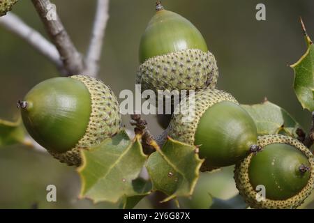 Unreife Eicheln des Quercus coccifera-Strauchs in einem fokussierten Stapelfoto, Alcoy, Spanien Stockfoto