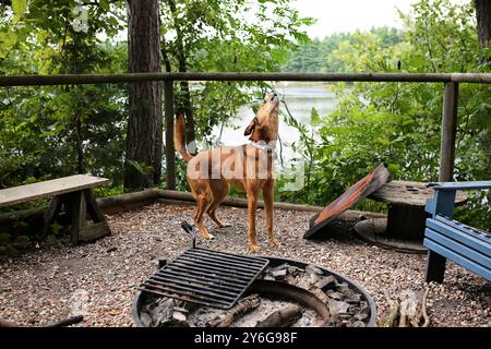 Ein gemischter Familienhund heult am Himmel, als er auf einem See im Wald campt. Stockfoto