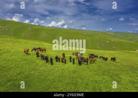 Luftaufnahme der Pferdeherde, die im Sommer auf der Hangwiese grasen. Kaukasus-Gebirge Stockfoto