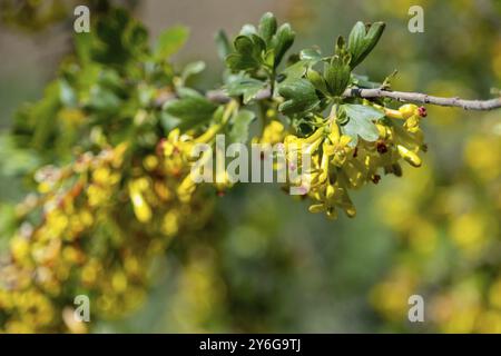 Gelbe Ribes aureum Blume blüht. Blüten der goldenen Johannisbeere im Frühling Stockfoto