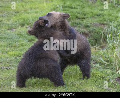 Zwei braune Bärenjungen, die in der Wildnis spielen, Kamtschatka, Russland, Europa Stockfoto