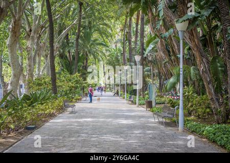 Malaga, Spanien, April 2023: Blick auf Parque de Malaga und Paseo de Espana, grüne und üppige Fußgängerzone umgeben von Bäumen durch den Stadtpark, Stockfoto