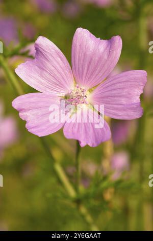 Moschusmalve (Malva moschata), Nahaufnahme, auf einer sonnigen Wiese im Sommer, Spessart, Bayern, Deutschland, Europa Stockfoto