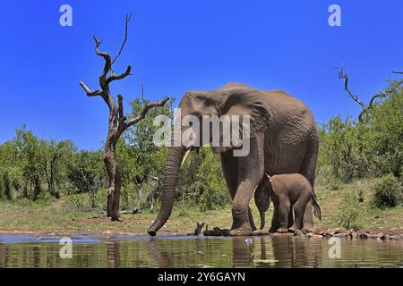 Afrikanischer Elefant (Loxodonta africana), Erwachsene, weibliche, Mutter, Jungtier, Mutter mit Jungtier, am Wasser, trinken, Kruger Nationalpark, Kr Stockfoto