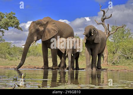 Afrikanischer Elefant (Loxodonta africana), Erwachsene, weibliche, Mutter, zwei junge, Mutter mit Jungen, am Wasser, trinken, Kruger Nationalpark, Kruger Natio Stockfoto