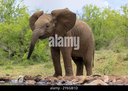 Afrikanischer Elefant (Loxodonta africana), Jungtier, am Wasser, Kruger-Nationalpark, Südafrika, Afrika Stockfoto