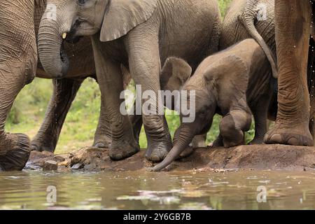 Afrikanischer Elefant (Loxodonta africana), Jungtier, Kalb, Elefantenbaby, Mutter, Jungtier mit Mutter, am Wasser, trinken, Kruger National Pa Stockfoto