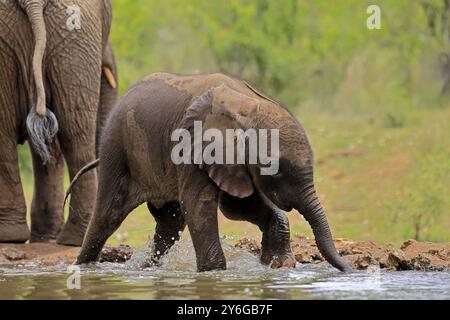 Afrikanischer Elefant (Loxodonta africana), Jungtier, Kalb, Elefantenbaby, Mutter, Jungtier mit Mutter, am Wasser, trinken, Kruger National Pa Stockfoto