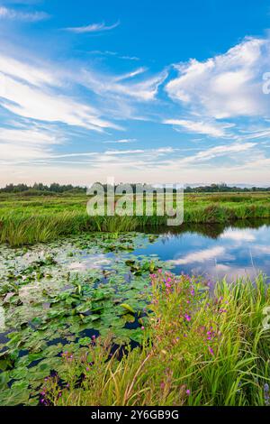 Wunderschöne niederländische Polderlandschaft im westlichen Teil der Niederlande unter einem wunderschönen Himmel. Stockfoto