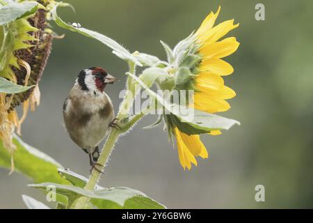 Ein Goldfink (Carduelis carduelis) neben einer blühenden Sonnenblume, Hessen, Deutschland, Europa Stockfoto