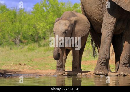 Afrikanischer Elefant (Loxodonta africana), Jungtier, Mutter, Jungtier mit Mutter, am Wasser, trinken, Kruger Nationalpark, Kruger National P Stockfoto