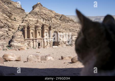 Streunende Katze, die das Kloster in Petra, Wadi Musa, Jordanien, Asien ansieht Stockfoto