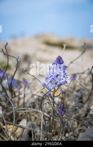 Herbstschürze oder Prospero Herbstschürze wächst zwischen den Felsen auf der Klippe der Küste in der Algarve, Portugal. Schönheit in der Natur Stockfoto