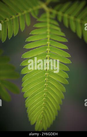 Nahaufnahme des Blattes einer Mimosa pudica, auch empfindliche Pflanze, verschlamme Pflanze, Aktionspflanze, Touch-Me-Not oder Schampflanze genannt Stockfoto