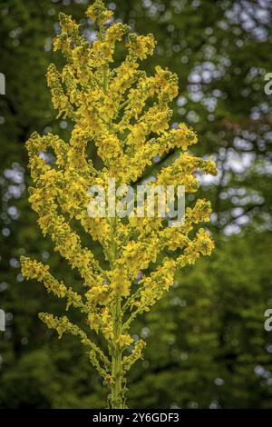 Vertikaler Schuss der blühenden Pflanze verbascum speciosum aus der Familie des Feigenkrauts, bekannt unter dem gebräuchlichen Namen ungarisches Maulein oder Showy Maulein Stockfoto