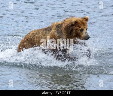 Braunbär jagt Lachse, Sprünge ins Wasser, Kamtschatka, Russland, Europa Stockfoto