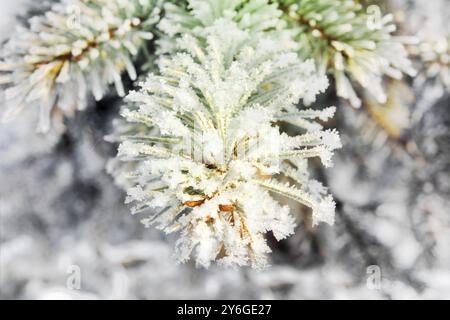 Gefrorene Zweige Kiefer Makros in Winter park Stockfoto