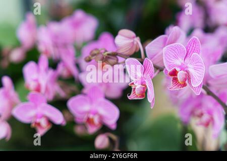 Elegante detaillierte rosa Orchideen in voller Blüte, verschwommener Orchideengarten Hintergrund Stockfoto