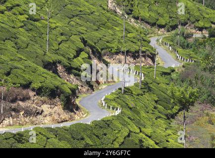 Eine gewundene Straße zwischen Teeplantagen in Kerala Indien Stockfoto