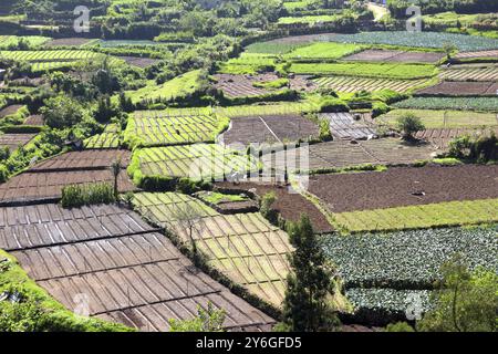 Bauern in Gemüsegärten in Indien, ländliche Landschaft Stockfoto