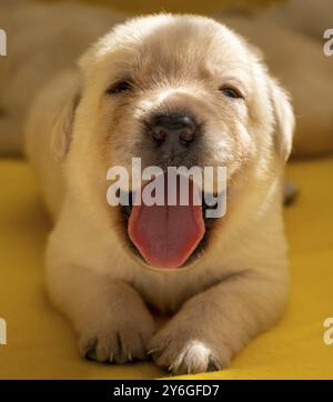 Schöne junge gelbe labrador Retriever Welpen Hund Porträt Stockfoto