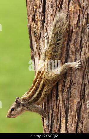 Kleines Streifenhörnchen, das auf Baumnähe sitzt Stockfoto