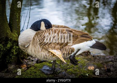 Nahaufnahme von Kanadas-Gans Stockfoto