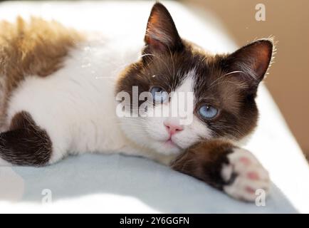 Schneeschuhkatzenporträt zu Hause Stockfoto