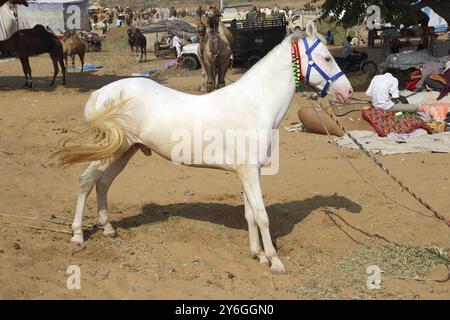 Weißer Hengst auf der Pushkar Camel Fair, Indien, Asien Stockfoto