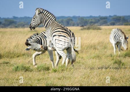 Zwei Zebras spielen miteinander in der afrikanischen Savanne und haben Spaß. Safari-Ausflug, Schönheit in der Natur Stockfoto