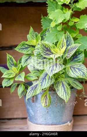 Indoor-Pflanze coleus wächst im Blumentopf. Selektiver Fokus Stockfoto