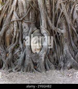 Buddha Kopf eingebettet in einen Banyan Baum im Wat Mahathat Maha That, Ayutthaya, Thailand, Asien Stockfoto