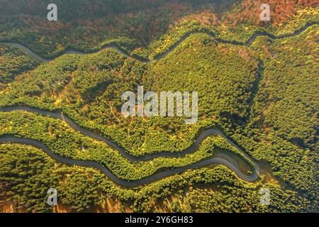 Blick von oben auf die gekrümmte Straße durch den hellen Herbstwald. Hallo Bergpass in Siebenbürgen, Rumänien, Europa Stockfoto