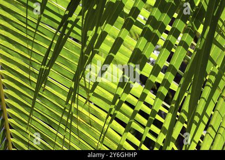 Palme hinterlässt Nahaufnahmehintergrund mit Schatten Stockfoto