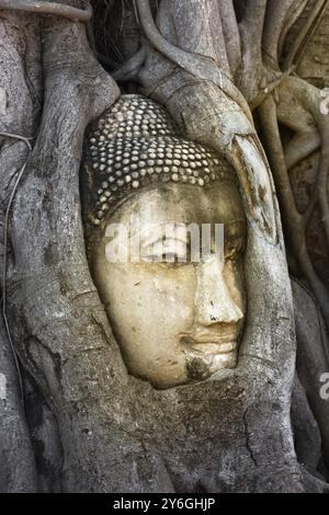 Buddha Kopf eingebettet in einen Banyan Baum im Wat Mahathat Maha That, Ayutthaya, Thailand, Asien Stockfoto