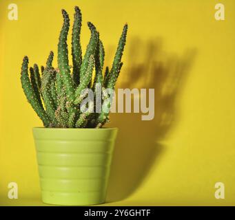Kleine oder kleine Kakteen im grünen Topf vor gelbem Hintergrund mit Schatten. Stillleben Stockfoto