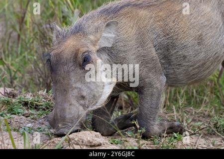 Knien und grasen Warzenschwein Phacochoerus. Tierwelt Stockfoto