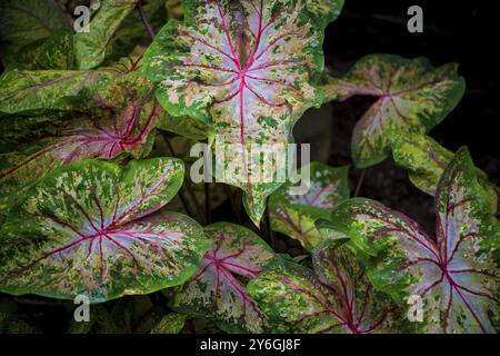 Blätter aus buntem Caladium, lateinischer Name Caladium bicolor, auch Herz Jesu genannt Stockfoto