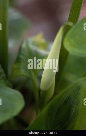Bild einer ungeöffneten Zantedeschia aethiopica-Pflanzenblume mit grünen Blättern der Pflanze im Hintergrund Stockfoto