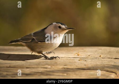 Weißbrust Nuthatch sitzt auf einer Holzplanke. Vogelwelt. Sitta carolinensis Stockfoto