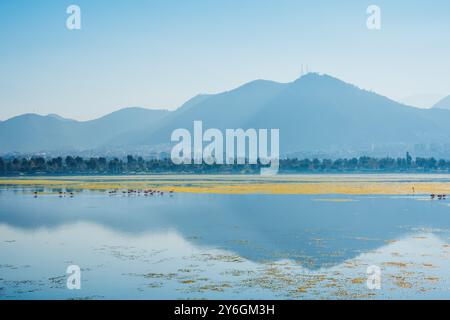 Flamingos-Herde, die sich in einem ruhigen See mit Bergen und friedlicher Landschaft ernähren Stockfoto