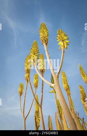 Tiefwinkelansicht der Aloe Vera Pflanze mit gelben Blüten Stockfoto