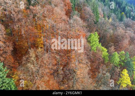 Wunderschöne Landschaft aus der Vogelperspektive im hellen Herbstwald der Berge Stockfoto