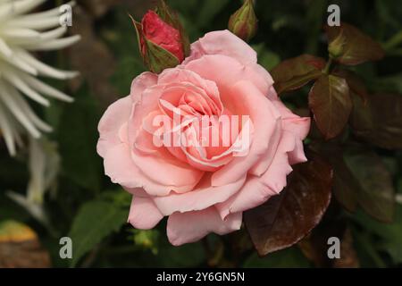 Schöne rosa Rose Stockfoto