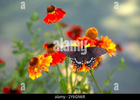 Makro eines dunkel/schwarzen weiblichen östlichen Tigerschwalbenschwanz-Schmetterlings (papilio glaucus) auf Gartenblumen - Draufsicht mit ausgebreiteten Flügeln Stockfoto