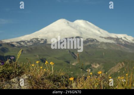 Wunderschöner Blick auf den Mount Elbrus und gelbe Blumen, die Berge des Nordkaukasus, Russland, Europa Stockfoto