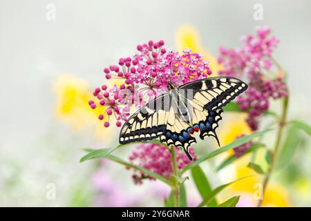 Makro eines Oregons Schwalbenschwanz- (papilio bairdii oregonius) Schmetterlings, der sich an einer Sumpfmilchweed-Blume (asclepias incarnata) ernährt - Blick von oben mit Flügeln Stockfoto